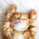 Blank - cat - S266 (New)