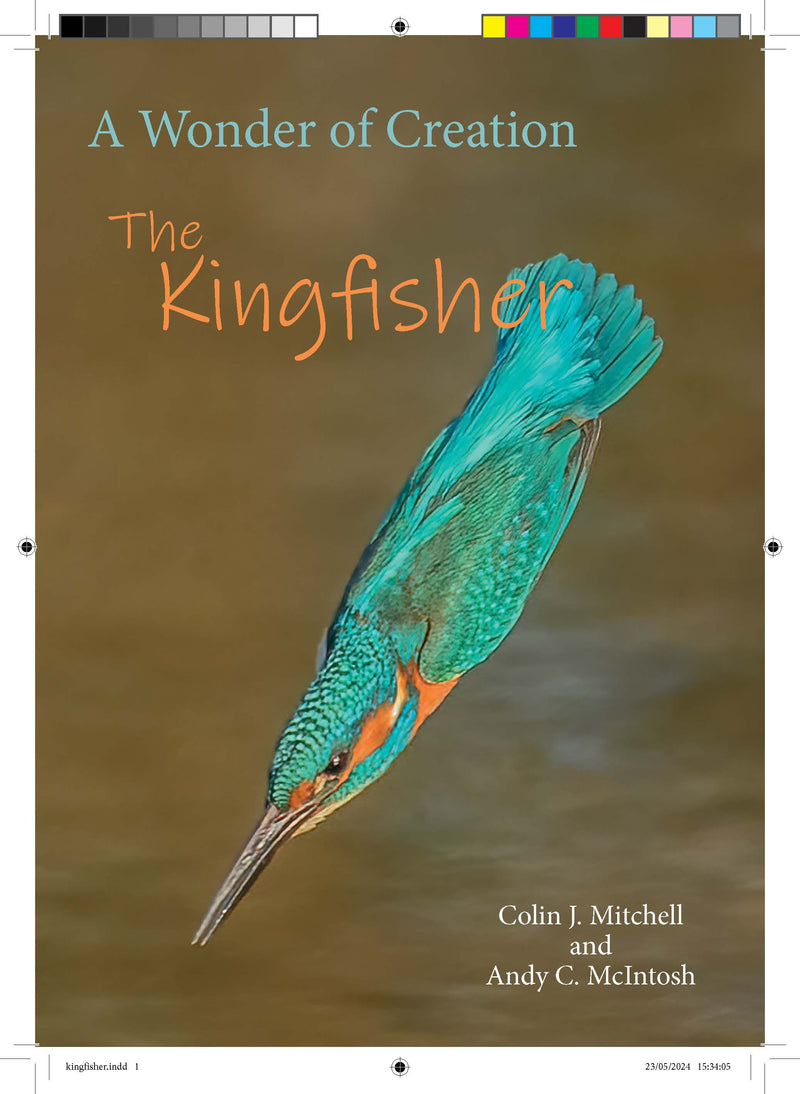 Wonder of a Kingfisher